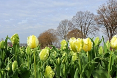 Tulpenfelder Grevenbroich Kapellen