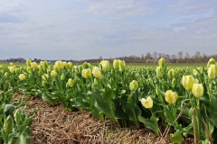 Tulpenfelder Grevenbroich Kapellen