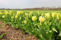 Tulpenfelder Grevenbroich Kapellen