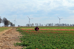 Tulpenfelder Grevenbroich Kapellen