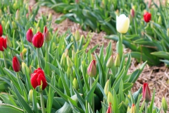 Tulpenfelder Grevenbroich Kapellen