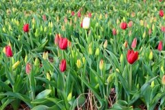 Tulpenfelder Grevenbroich Kapellen