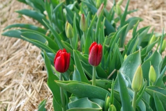 Tulpenfelder Grevenbroich Kapellen