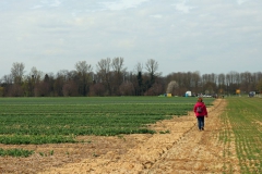 Tulpenfelder Grevenbroich Kapellen