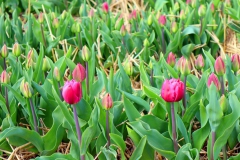 Tulpenfelder Grevenbroich Kapellen