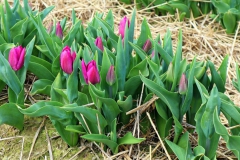 Tulpenfelder Grevenbroich Kapellen