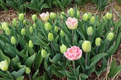 Tulpenfelder Grevenbroich Kapellen