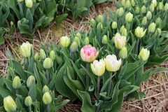 Tulpenfelder Grevenbroich Kapellen