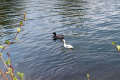 Enten auf dem Adolfosee
