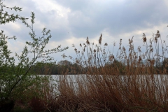 Reet am Adolfosee
