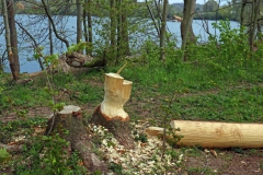Biberspuren zwischen Adolfosee und Rur