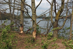 Biberspuren zwischen Adolfosee und Rur