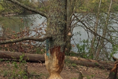 Biberspuren am Adolfosee