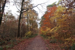 Im Lüttelforsterpeschen