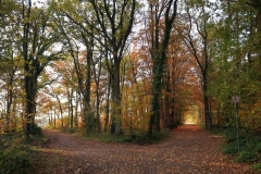 Wegegabelung bei Lousberg