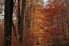 Waldweg im Heidepesch