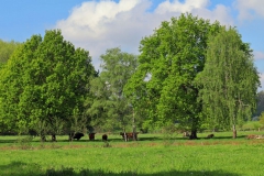 Hochlandrinder am Kitschbach