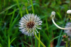 Pusteblume (Löwenzahn)
