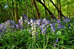 Hasenglöckchen im Waldfeuchter Bruch