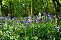 Hasenglöckchen im Waldfeuchter Bruch