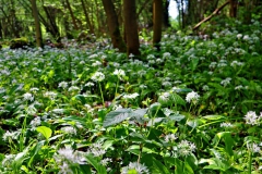 Bärlauch im Waldfeuchter Bruch