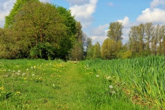 Wiesenweg am Waldfeuchterbach