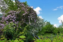 Garten in den Wallanlagen