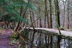 Teich im Judenbruch
