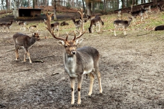 Wildfreigehege Wassenberg