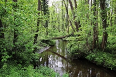 Schwalm bei Schwaam