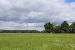 Zwischen Karbahn und Klinkumerbusch