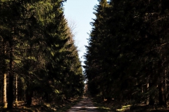 Weg durch dunklen Tannenwald