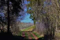 Oberhalb von Manscheid