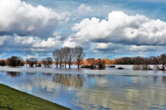 Überflutete Rheinauen Hochwasser Januar 2021