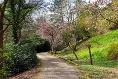 Weg im Willy Dohmen Park