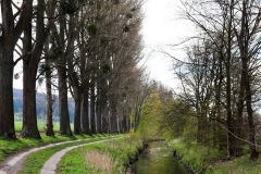 Pappeln an der Wurm