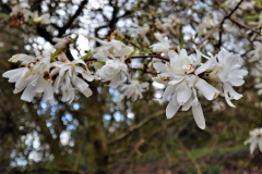 Blüten Eingang Willy Dohmen Park