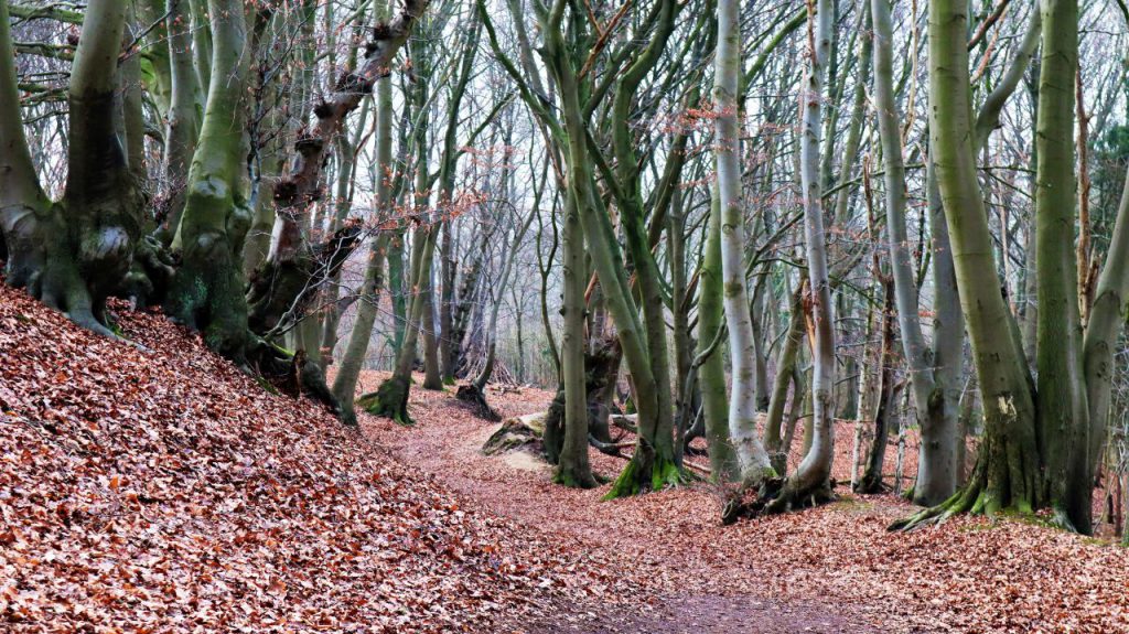 Wald im Molzental