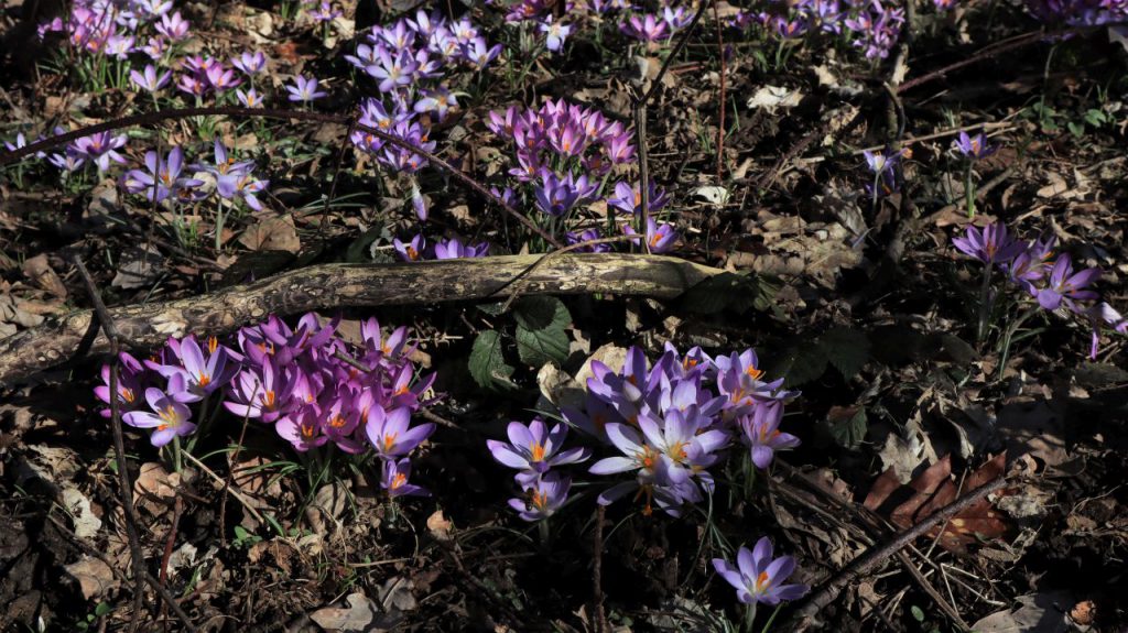 Wilde Krokusse am Heidpesch