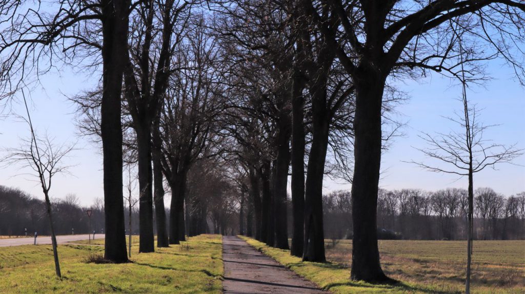 Baumallee an der Straße zur Lüttelforstermühle