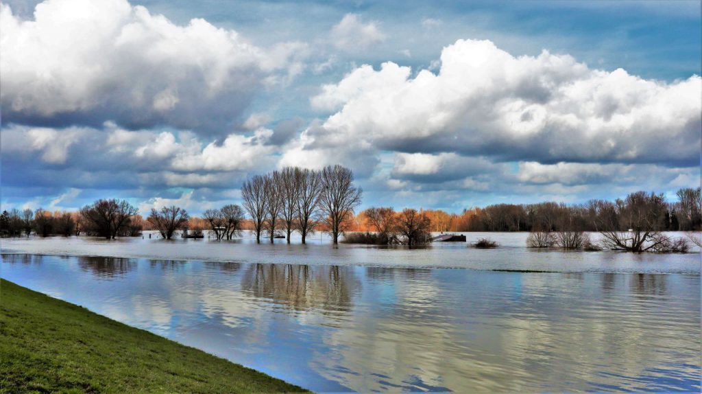 Überflutete Rheinauen Hochwasser Januar 2021