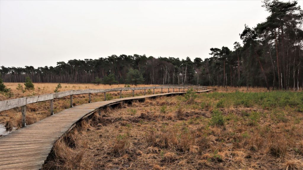 Holzbohlenweg Moorerlebnisweg