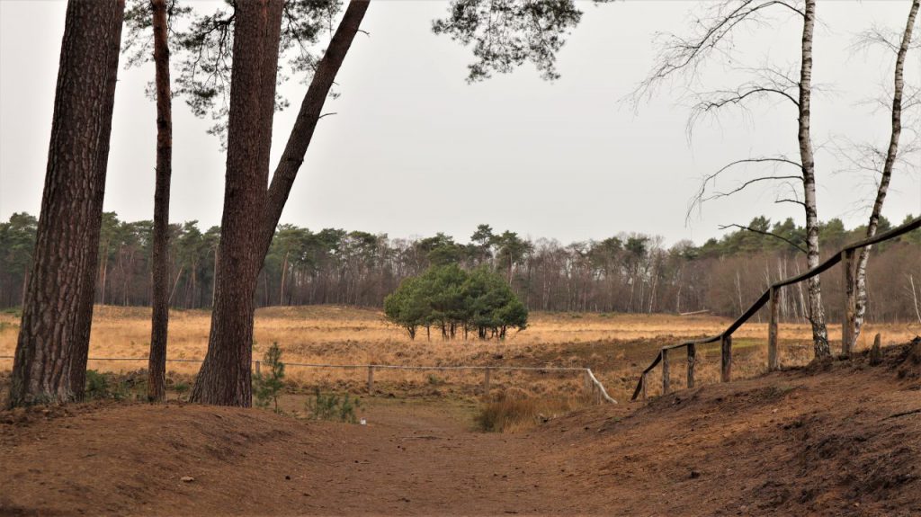 Dünenlandschaft am Moorerlebnisweg