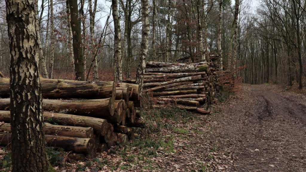 Holzstapel in der Nähe des Waldsee Diersfordt