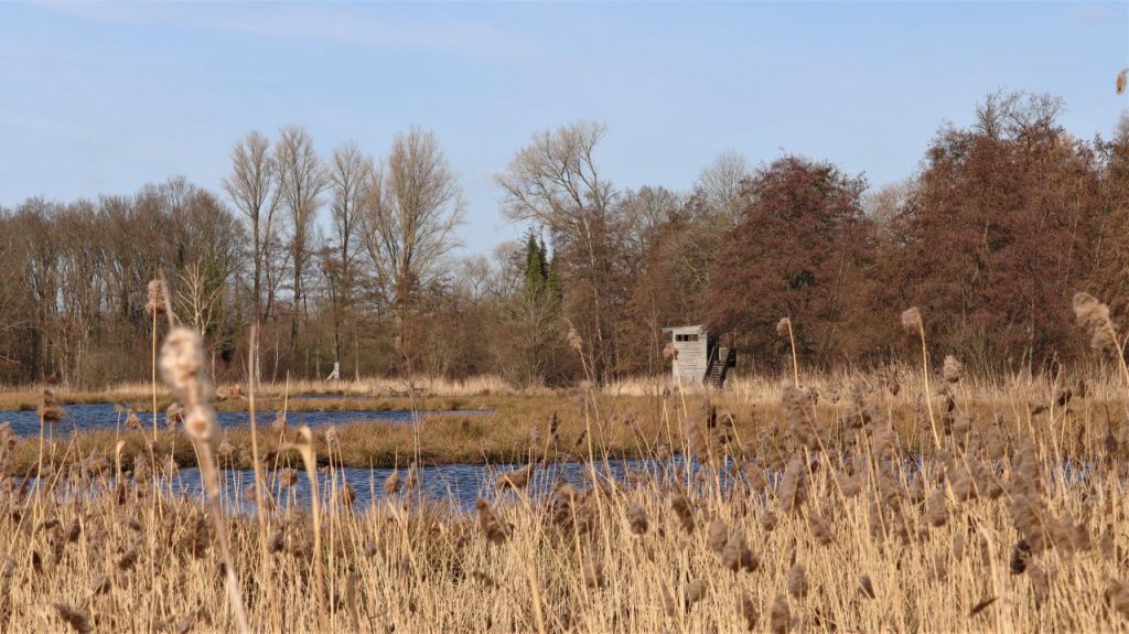 Aussichtsturm am De Wittsee - Rohrdommelprojekt