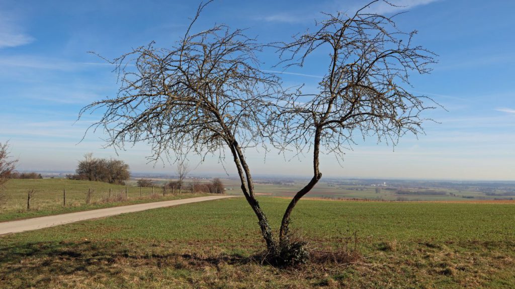 Blick in die Zülpich-Bürvenich Börde