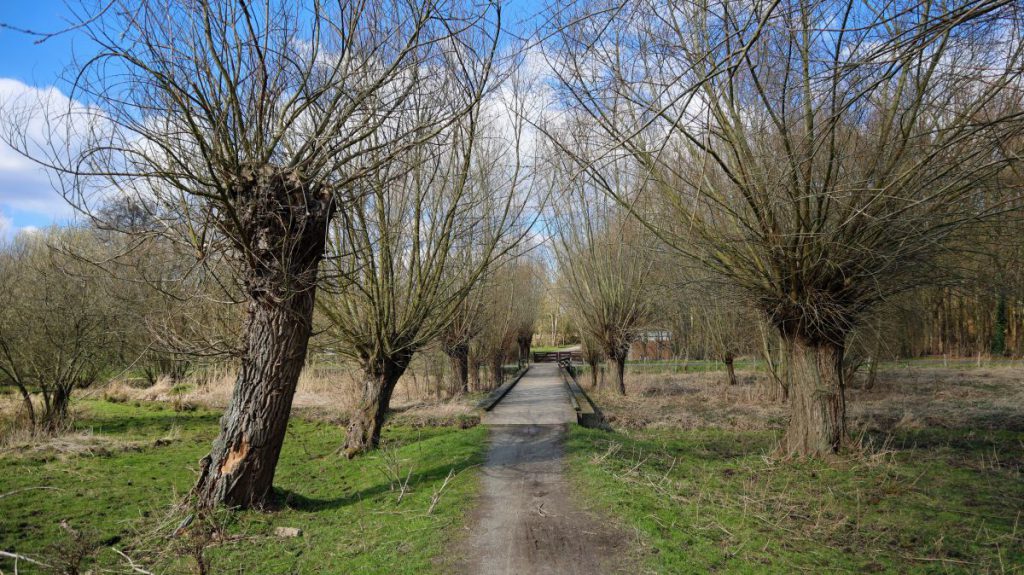 Weiden am Holzsteg über den Rodebach