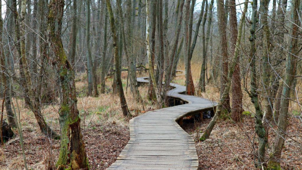 Holzbohlenweg entlang des Rothenbachs