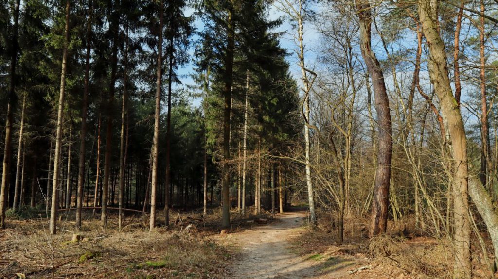 Wanderweg im Rothenbachtal