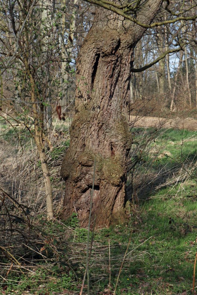 Osterhasenbaum